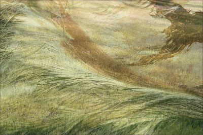 Museum Quality Photographic Art - 2007 Grass Feathers (sold) What grass might look like if made of feathers.
