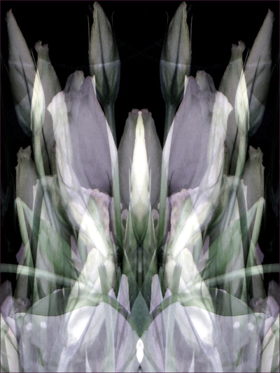 Museum Quality Photographic Art - 2011 Lisianthus Throne for Brian Frouds Faerie Frog Queen who swims in the well of inspiration. While she rests, tall buds protect her and sheer veils warm her delicate legs.