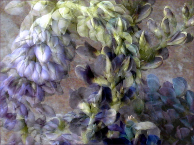 Museum Quality Photographic Art - 2011 Lupine Lovers rising from a petal pile, tangled into an embrace, entwined in one long kiss. All lupines know the pleasure of a butterfly kiss; but these learned how to bend.
