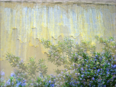 Museum Quality Photographic Art - 2008 Ceanothus Wall (sold) Visually capturing the clouds of fragrance emanating from Ceanothus blossoms (California Lilac).