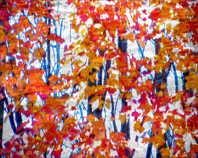 Museum Quality Photographic Art - 2013 Autumn Branches