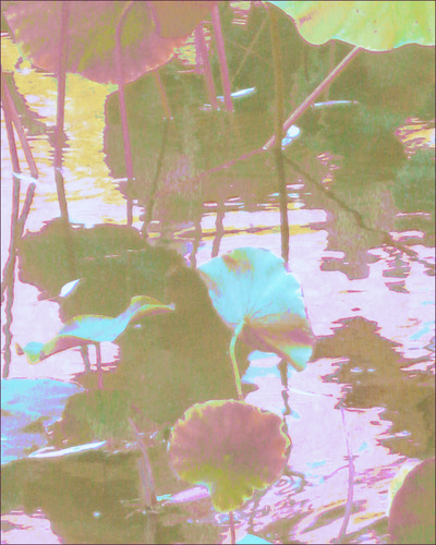 Museum Quality Photographic Art - 2013 Pond Lotus