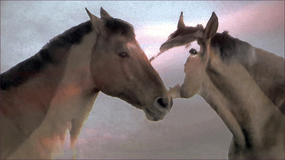 Museum Quality Photographic Art - Best Friends 2014 48 x 27 inches (121.92 x 68.58 cm) Olin and Diesel playing.