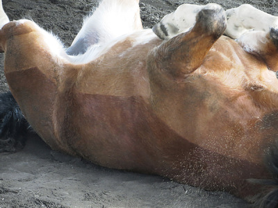 Museum Quality Photographic Art - Diesel Scratches His Back 10 x 7.5 inches (25.40 x19.05