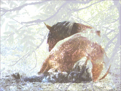 Museum Quality Photographic Art - Dappled Light 2015 48 x 36 inches (121.92 x 91.44 cm) When Diesel napped in the arena, I imagined him shaded by trees.