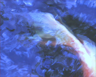 Museum Quality Photographic Art - 2013 Koi