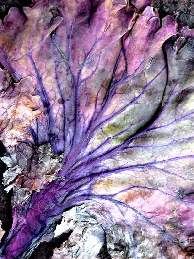 Museum Quality Photographic Art - 2010 Leaf