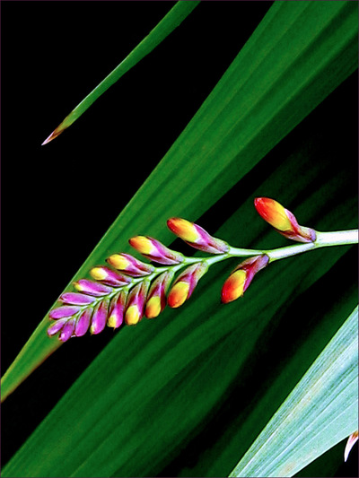 Museum Quality Photographic Art - 2009 Crocosmia Bud