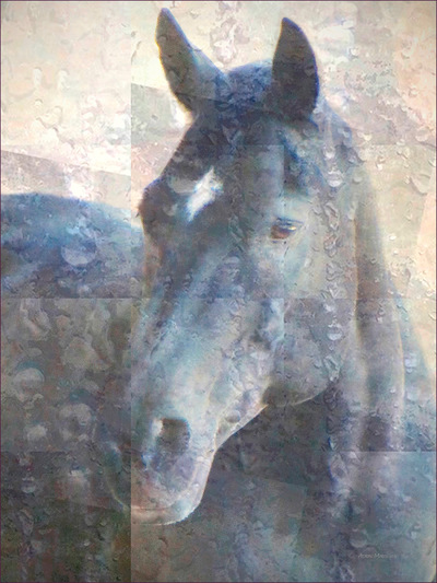 Museum Quality Photographic Art - Beau 1 2016 24 x 32 inches (60.96 x 81.28 cm) Before Beau retired in 2013 hed let me sing to him.