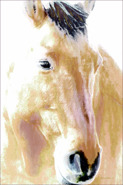 Museum Quality Photographic Art - OLIN 2 2015 24 x 36 inches (60.96 x 91.44 cm) Olin is Percheron/Fjord with Dun coloring. He is a career officer so nothing fazes him. He has partnered with Seattles Sheriff and Portlands Sergeant. Now retired, hes a counselor at Forward Stride.