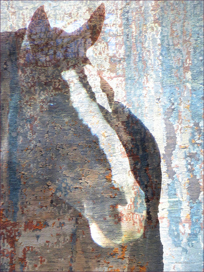 Museum Quality Photographic Art - MURPHY 1 2015 30 x 40 inches (76.20 x 101.60 cm) Murphy is Gypsy/Belgian. He has a beauty mark and his coat looks like crushed velvet.