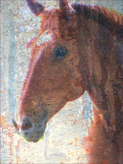 Museum Quality Photographic Art - MONTY 1 2015 30 x 40 inches (76.20 x 101.60 cm) Monty is Belgian Draft/Quarter Horse and he loves posing for the camera!