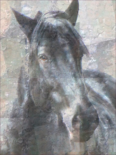 Museum Quality Photographic Art - Asher 4 2016 24 x 32 inches (60.96 x 81.28 cm) Asher is Percheron/Quarter Horse and he moves like a dancer.
