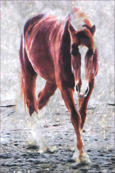 Museum Quality Photographic Art - RED 3 2015 28 x 42 inches (71.12 x 106.68 cm) Red is Belgian Draft/Quarter Horse. Hes the tallest and even his eyelashes are red! His coloring is close to Pantone 2015 Color of the Year: Marsala.