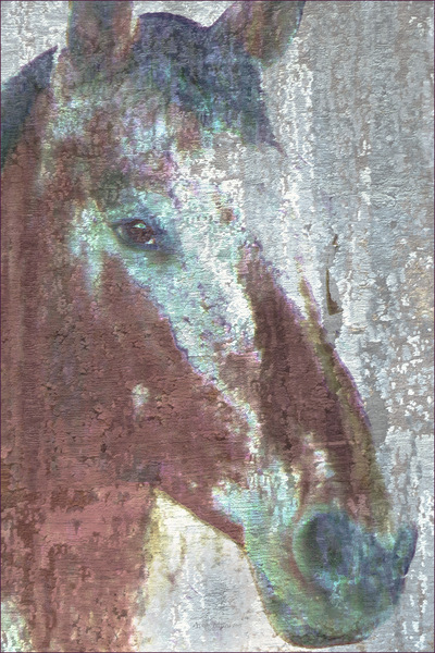 Museum Quality Photographic Art - MAJOR 3 2015 24 x 36 inches (60.96 x 91.44 cm) Major is Appaloosa/Percheron and he looks like hes been sprinkled with powdered sugar. He was the first horse to talk to me in a way I understood.