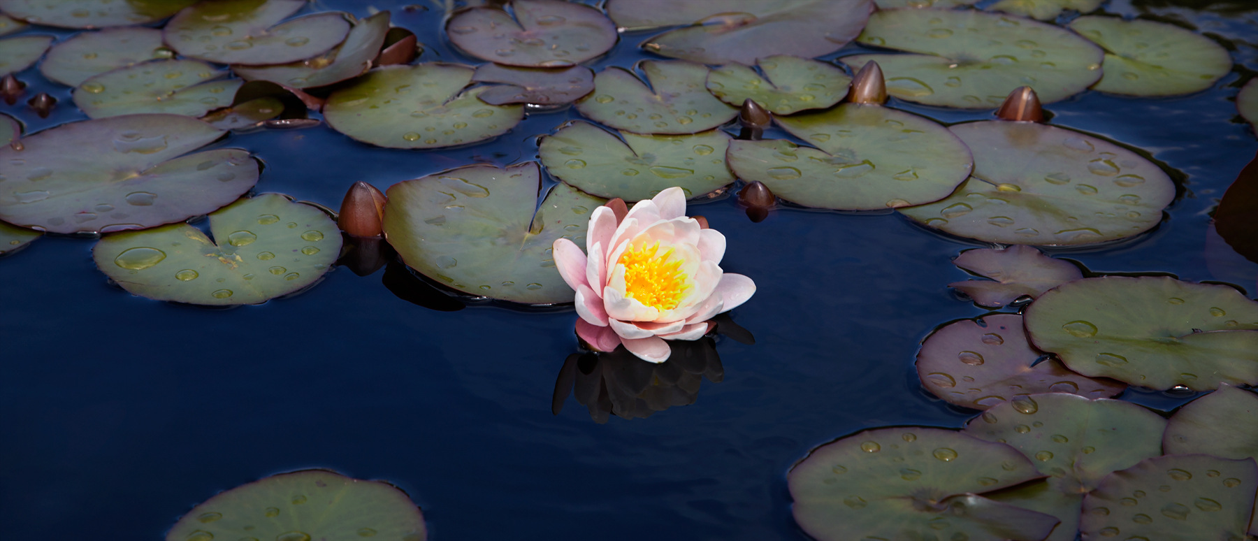 Nieslony Photography -
