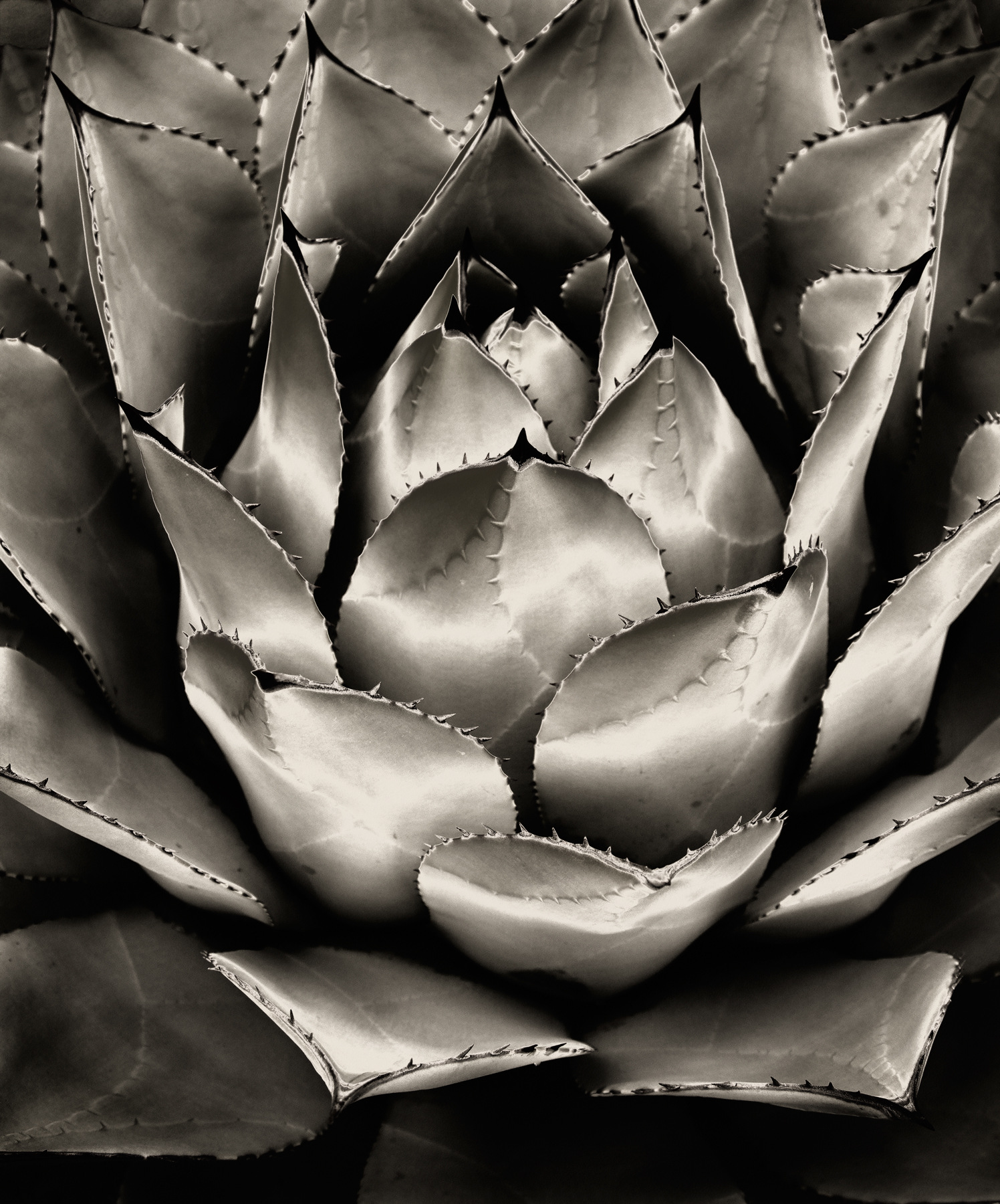 Nieslony Photography -