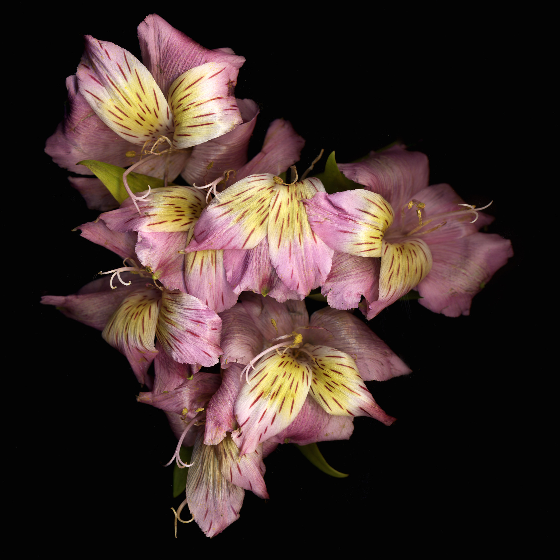 Nieslony Photography -