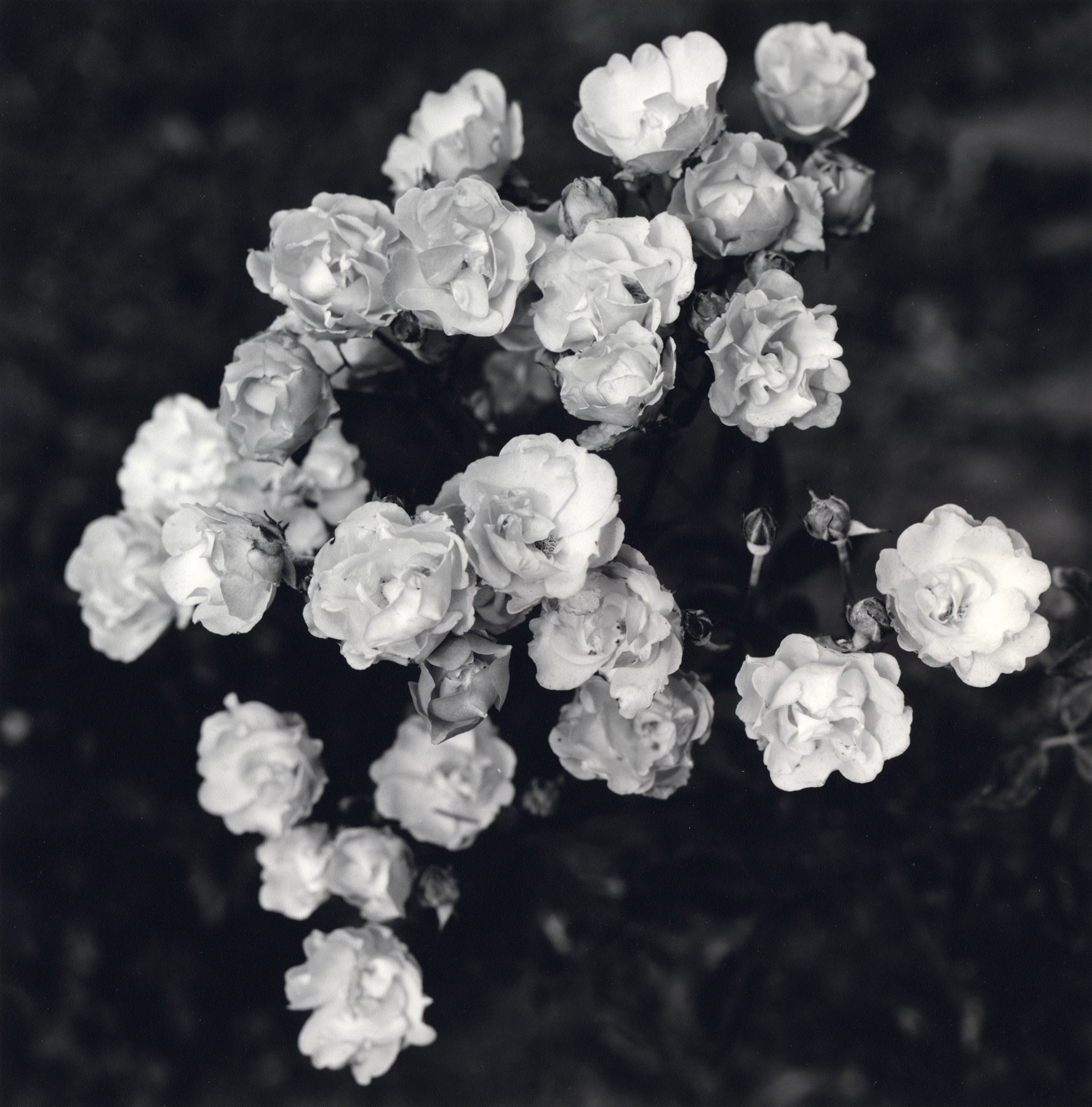 Nieslony Photography -