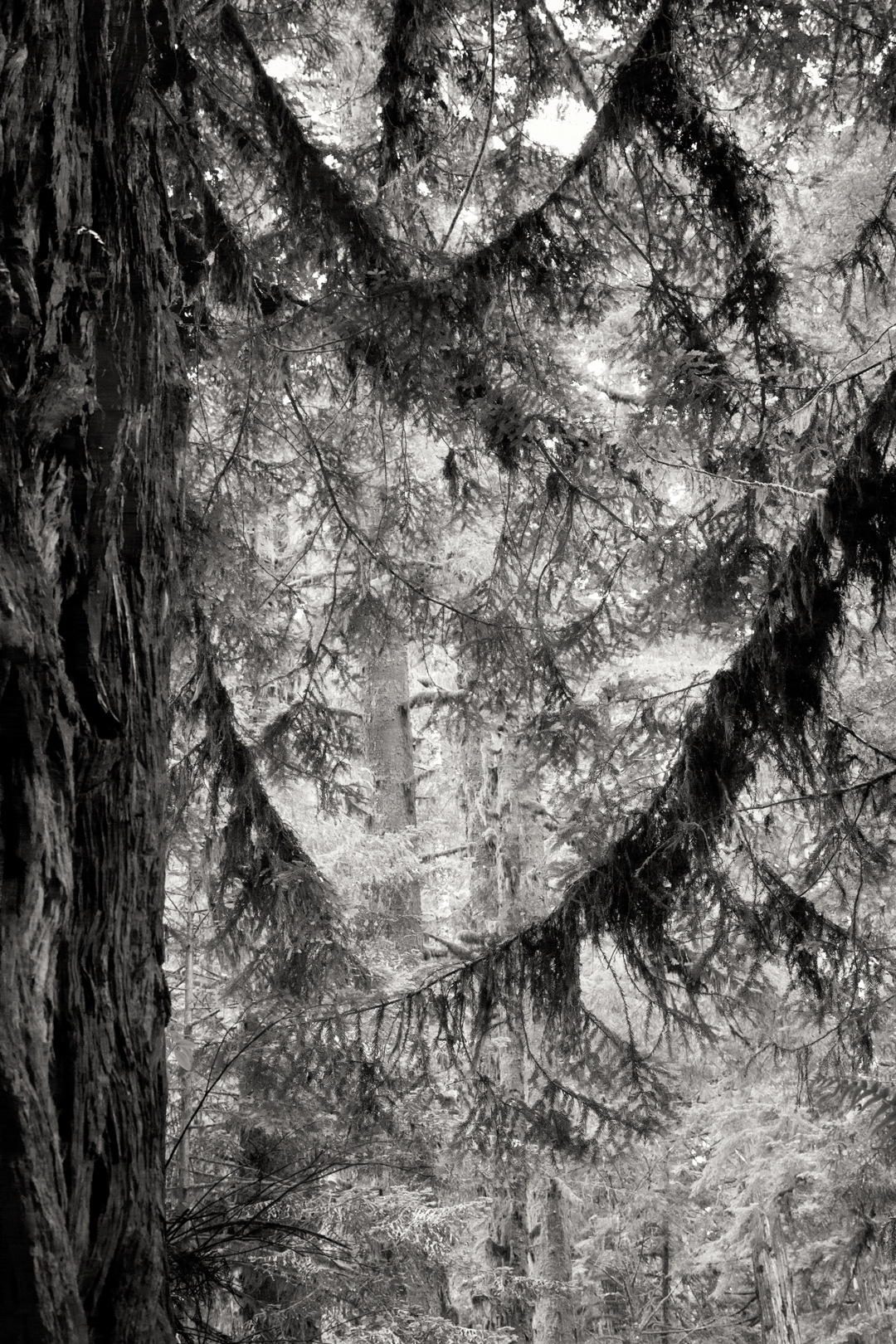 Nieslony Photography -