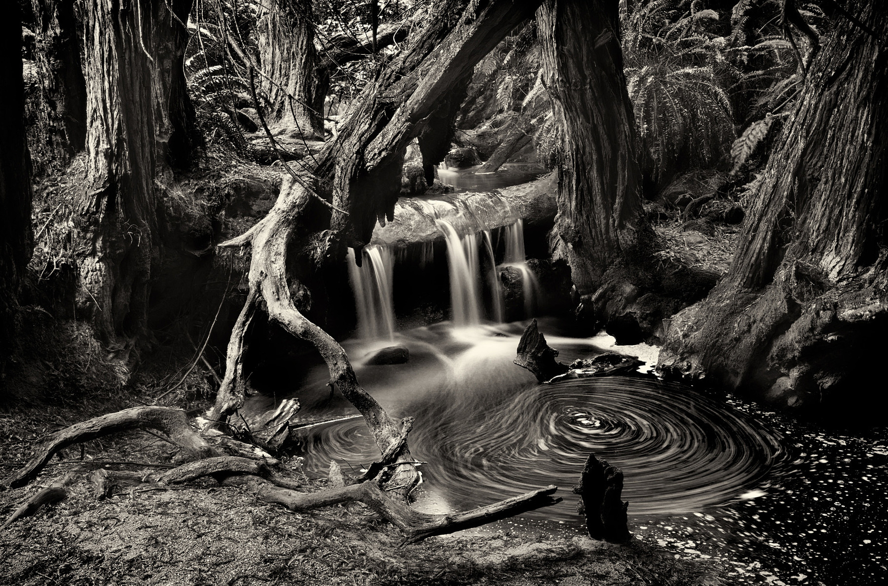 Nieslony Photography -