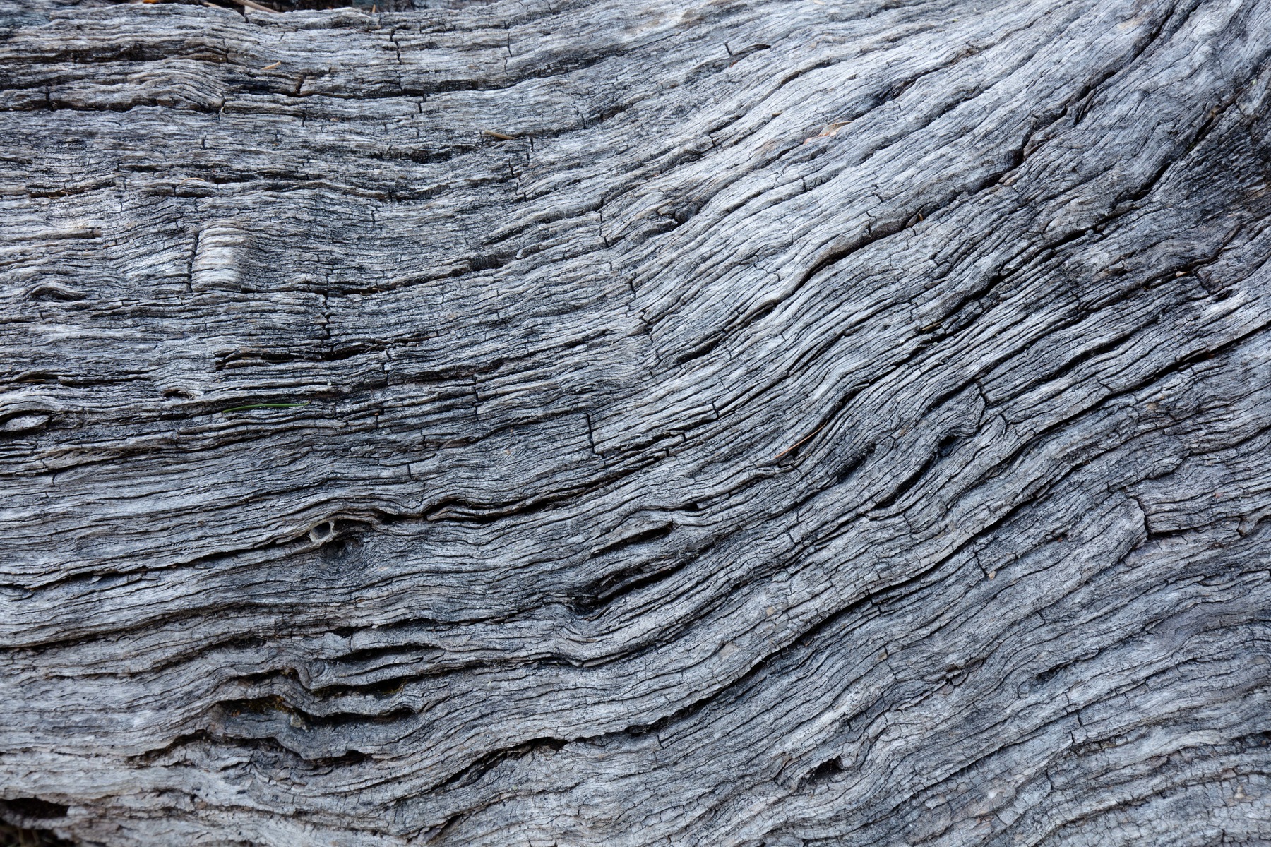 Turre Texture TEXTURE