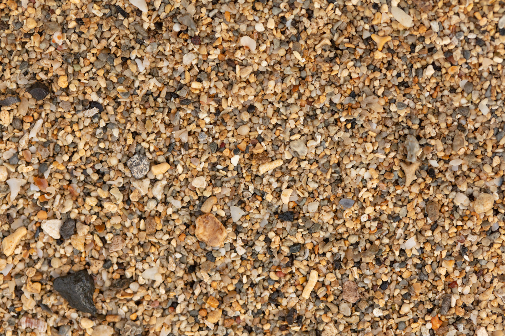 Turre Texture TEXTURE