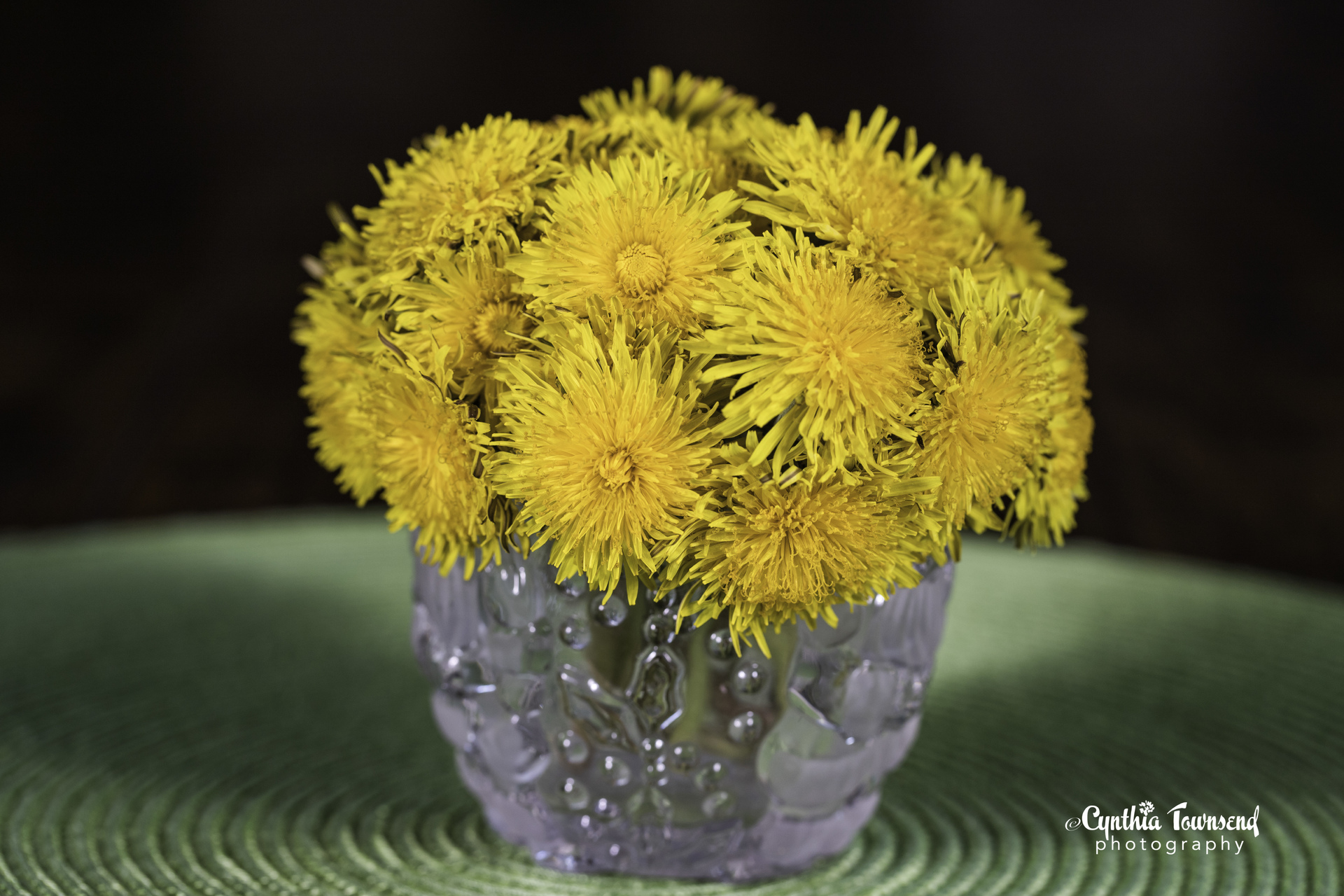 A Rose Where Dandelions Grow